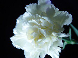 Mother's Day Carnation